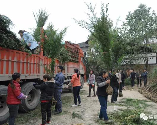 发展生态农业 ，推进产业扶贫—— 贵州91视频看看簧色集团在茅坝镇飞龙村建设红豆杉养鸡产业基地